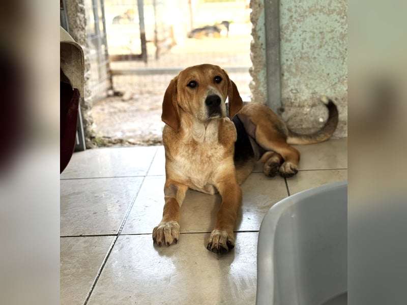 Maya Mischlingshündin ca. 8 Monate alt in Griechenland