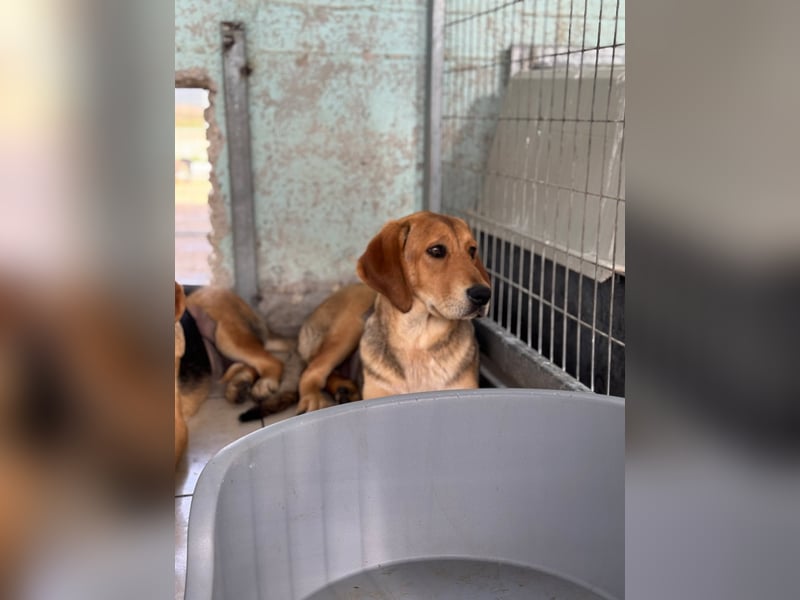 Liesel Mischlingshündin ca. 8 Monate alt in Griechenland