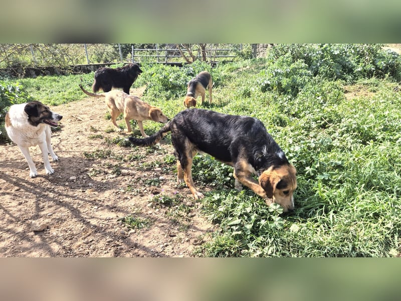 Lupo Mischlingsrüde ca. 9 Monate alt in Griechenland