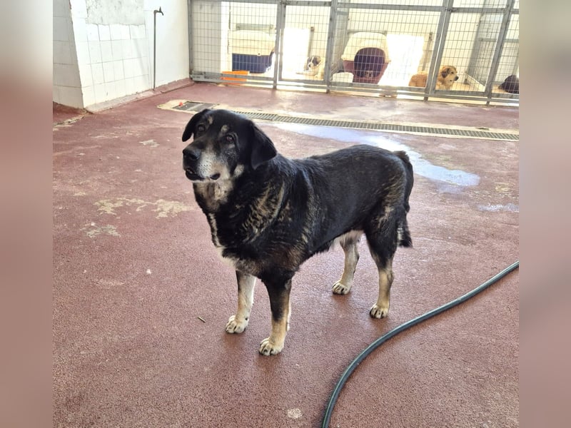 Liza Mischlingshündin ca. 11 Jahre alt in Griechenland