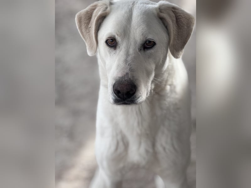 Dimi Mischlingsrüde ca. 4 Jahre alt in Griechenland