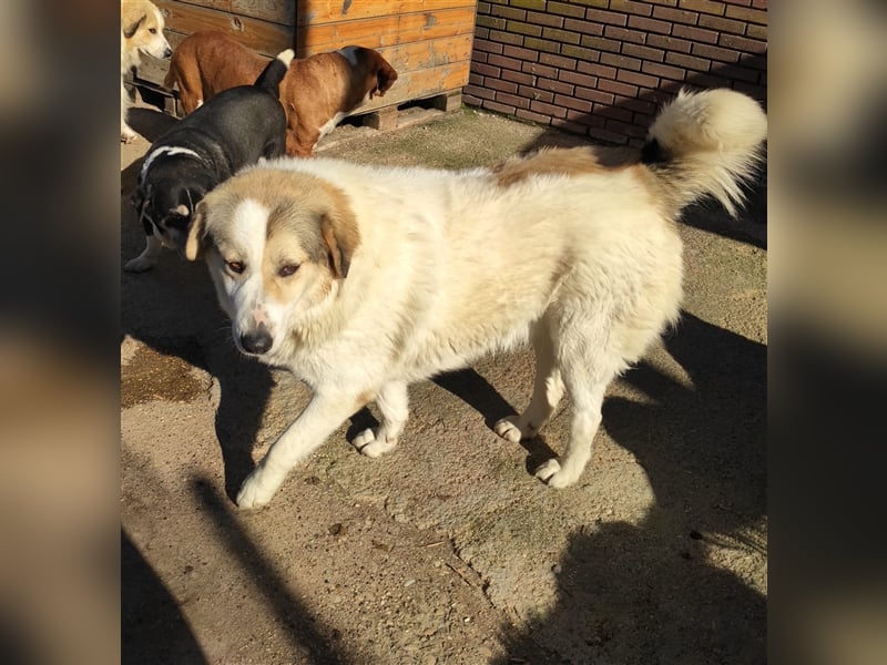 Liza griech. Schäferhundsmischlingshündin ca. 4,5 Jahre alt  in Griechenland