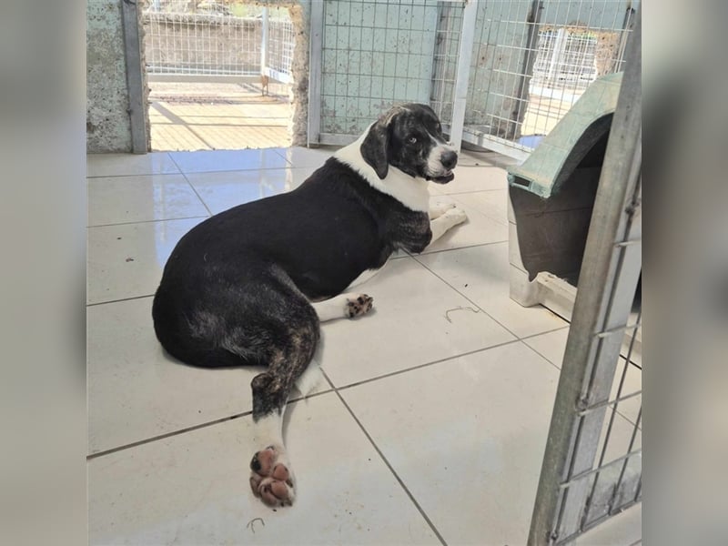 Ava Mischlingshündin ca. 4,5 Jahre alt in Griechenland