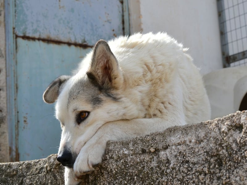 Anakin Hirtenhundmix Rüde ca. 3,5 Jahre alt  in Griechenland
