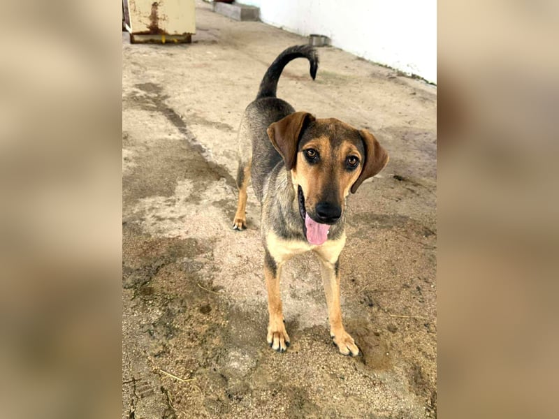Leika Mischlingshündin ca. 1, 5 Jahre alt in Griechenland