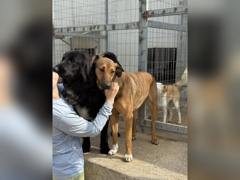 Kaltsa Mischlingshündin ca. 2 Jahre alt in Griechenland