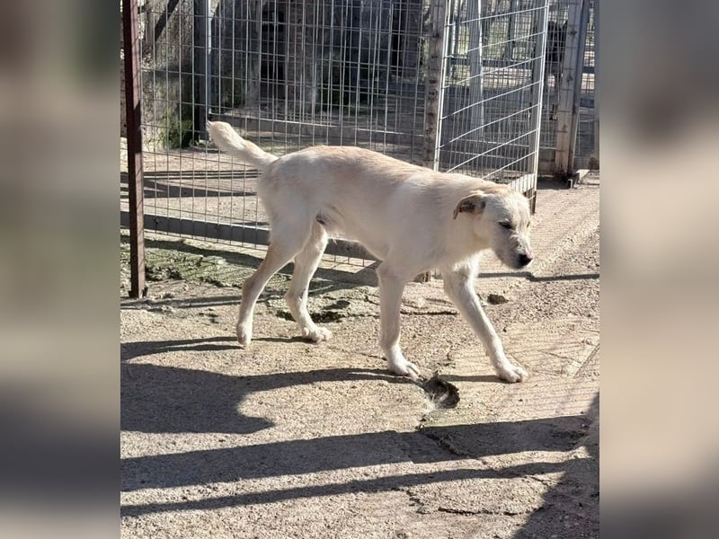 Fluffy Mischlingsrüde ca. 1 Jahr alt in Griechenland