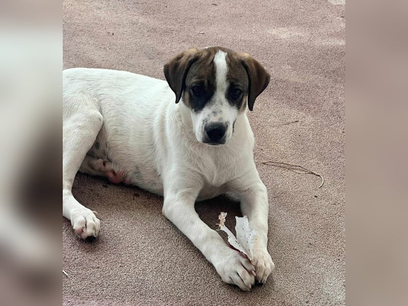 Lieschen Mischlingshündin ca. 1,7 Jahre alt in Griechenland