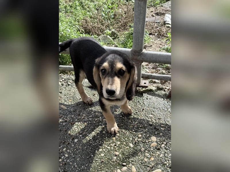 Frieda Mischlingshündin ca. 6,5 Monate alt in Griechenland