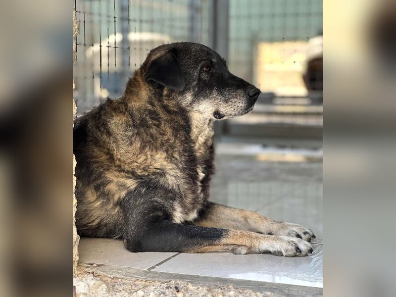 Liza: Mischlingshündin ca. 10.9  Jahre z.zt. in Griechenland