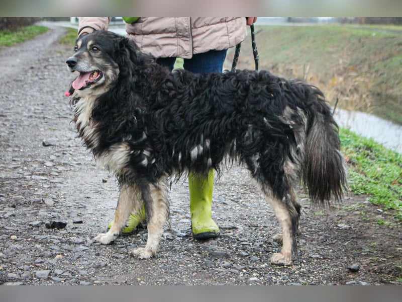 Carbon Mischlingsrüde ca. 9 Jahre alt in Ungarn