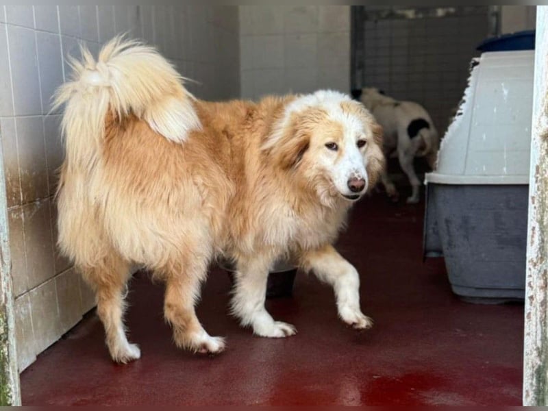 Cinti schöne Mischlingshündin ca. 3, 3 Jahre alt in Griechenland