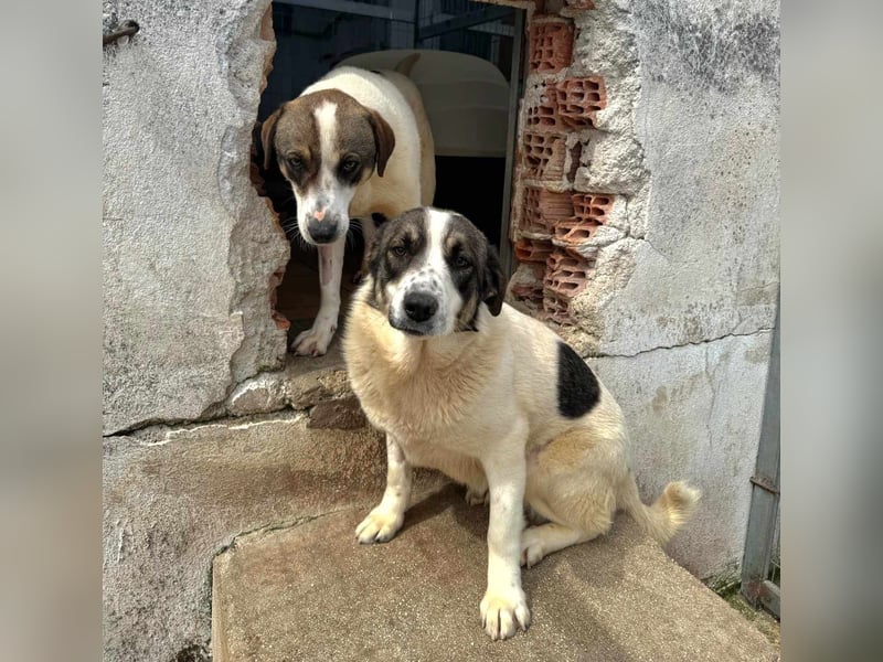 Lexa Mischlingshündin ca. 1,7 Jahre alt in Griechenland