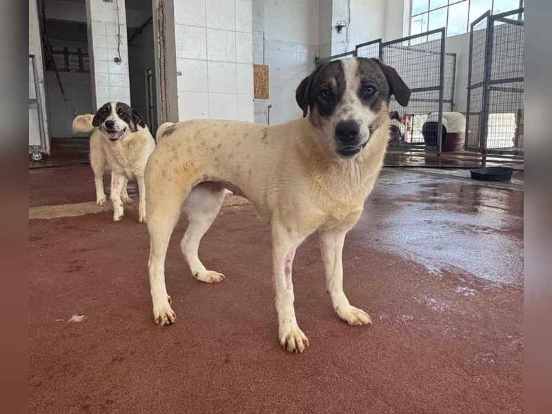 Lieschen Mischlingshündin ca. 1,7 Jahre alt in Griechenland