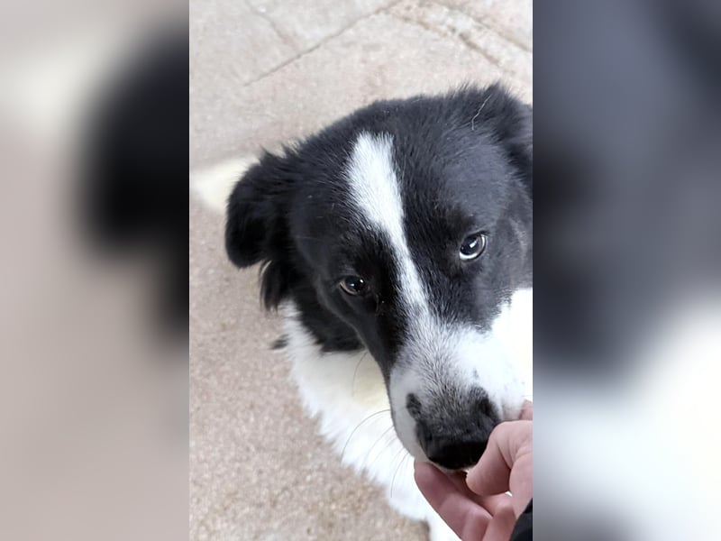 Katja Mischlingshündin ca. 1,7 Jahre alt in Griechenland