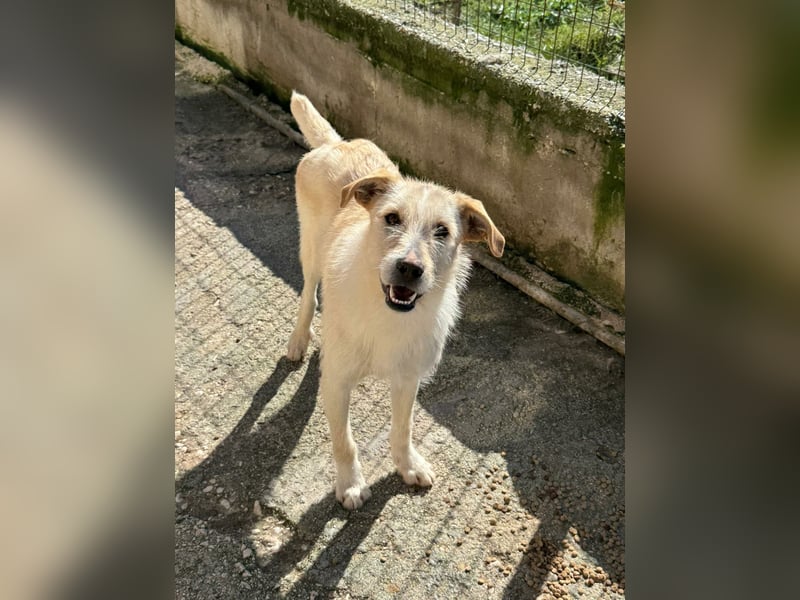 Fluffy Mischlingsrüde ca. 1 Jahr alt in Griechenland