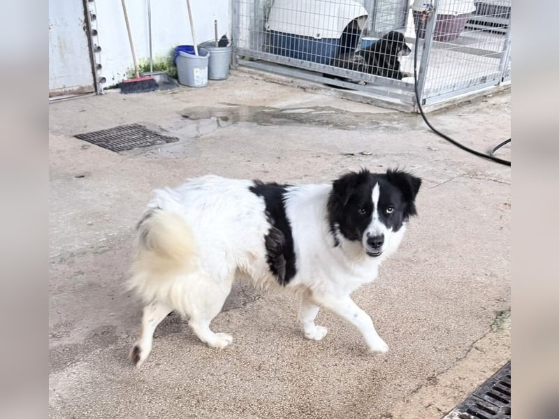 Katja Mischlingshündin ca. 1,7 Jahre alt in Griechenland