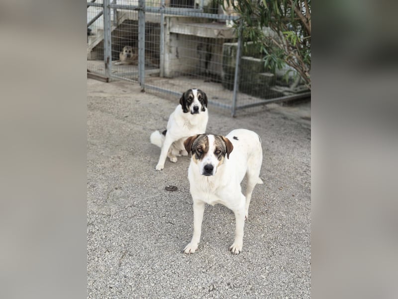 Lexa Mischlingshündin ca. 2  Jahre alt in Griechenland