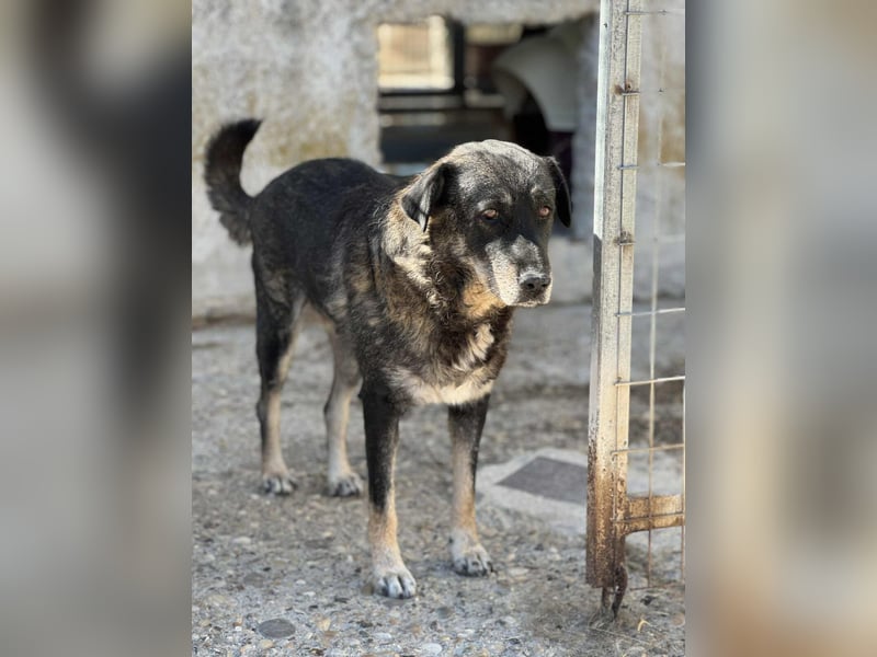 Liza: Mischlingshündin ca. 10.9  Jahre z.zt. in Griechenland