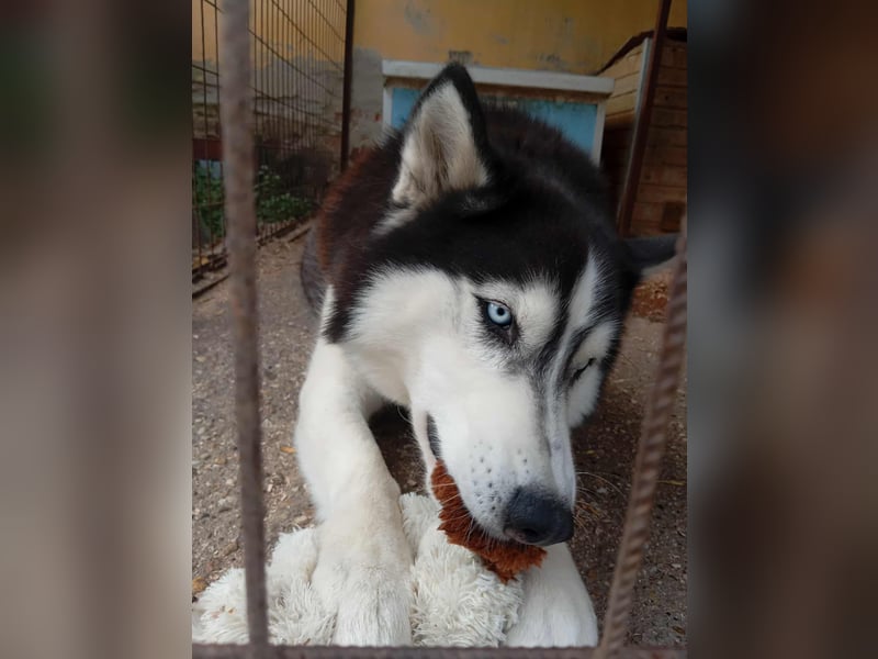 Mochikan lieber Husky Rüde ca. 4 Jahre alt in Ungarn
