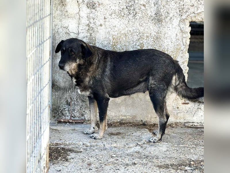 Liza: Mischlingshündin ca. 10.9  Jahre z.zt. in Griechenland