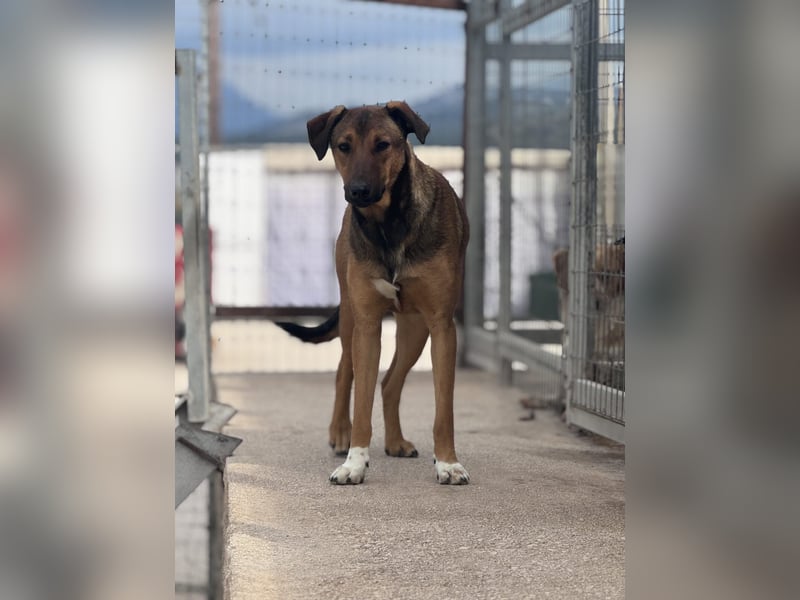 Kaltsa Mischlingshündin ca. 2 Jahre alt in Griechenland