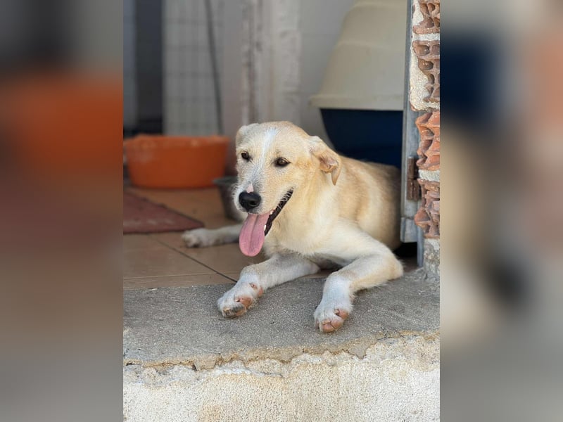 Fluffy Mischlingsrüde ca. 1 Jahr alt in Griechenland