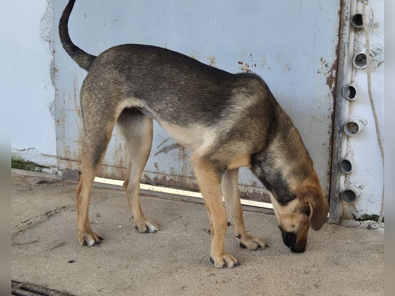 Leika Mischlingshündin ca. 1, 5 Jahre alt in Griechenland