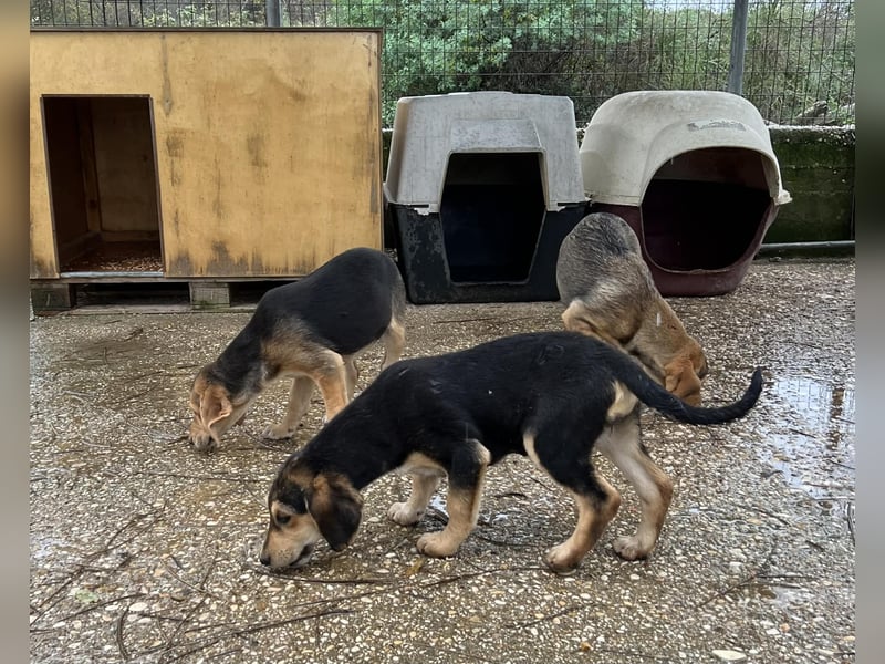 Frieda Mischlingshündin ca. 6,5 Monate alt in Griechenland