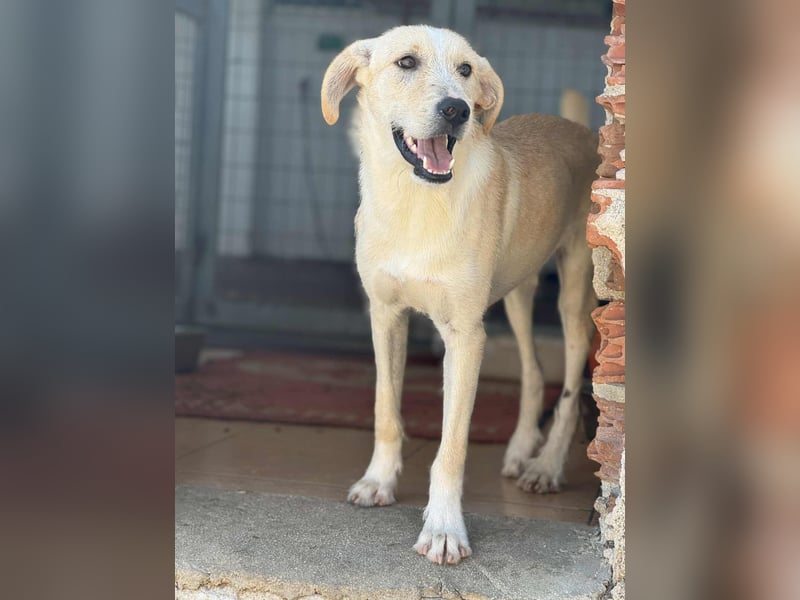 Fluffy Mischlingsrüde ca. 1 Jahr alt in Griechenland