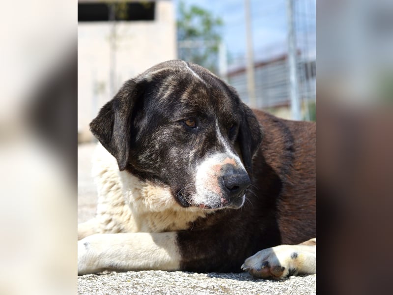 Ava Mischlingshündin ca. 5 Jahre alt in Griechenland