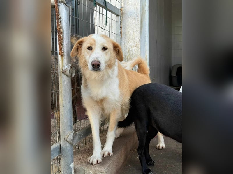 Cinti schöne Mischlingshündin ca. 3, 3 Jahre alt in Griechenland