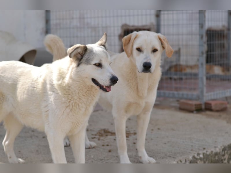 Anakin Hirtenhundmix Rüde ca. 3,5 Jahre alt  in Griechenland