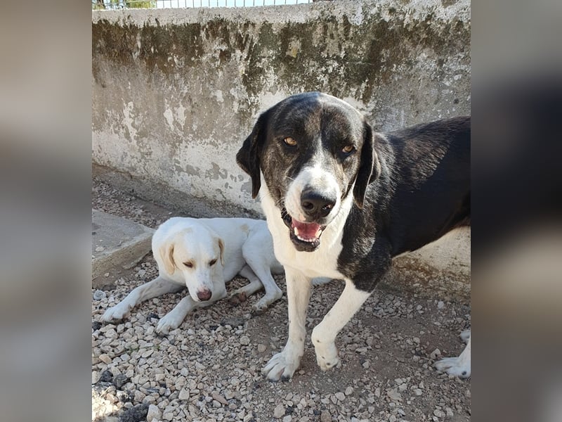 Ava Mischlingshündin ca. 4,5 Jahre alt in Griechenland