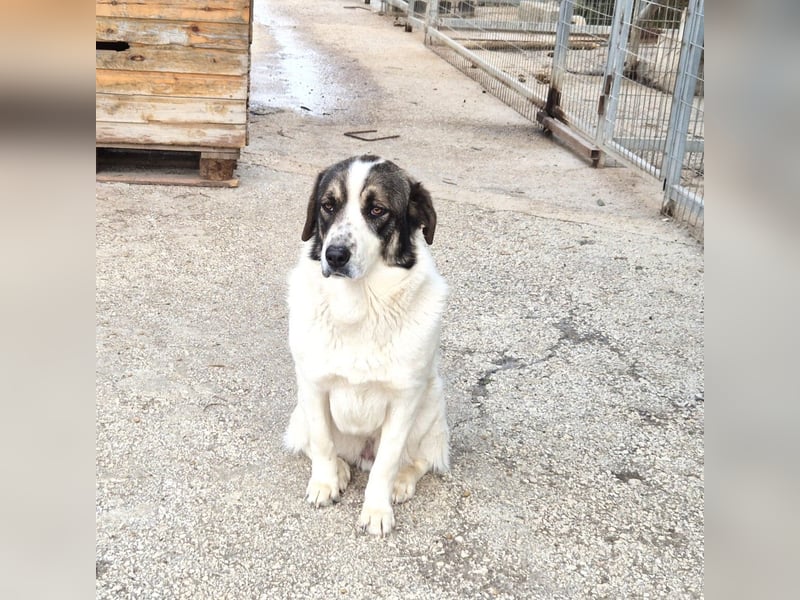 Lexa Mischlingshündin ca. 2  Jahre alt in Griechenland