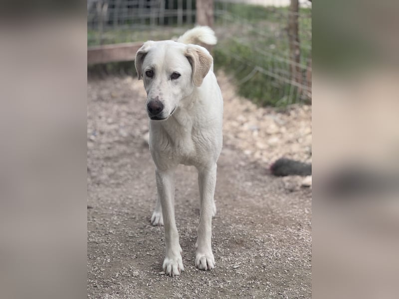 Dimi Mischlingsrüde ca. 4 Jahre alt in Griechenland