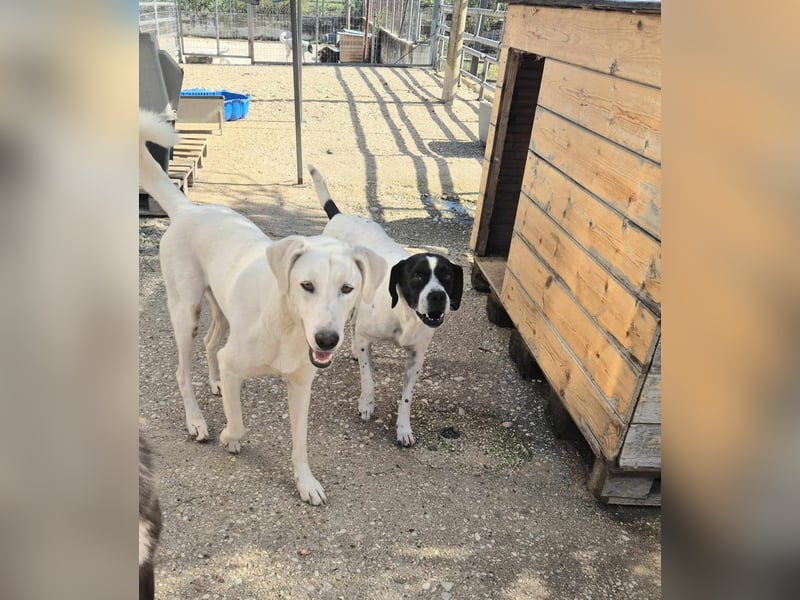 Dimi Mischlingsrüde ca. 4 Jahre alt in Griechenland