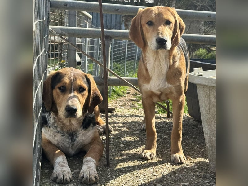 Maya Mischlingshündin ca. 8 Monate alt in Griechenland