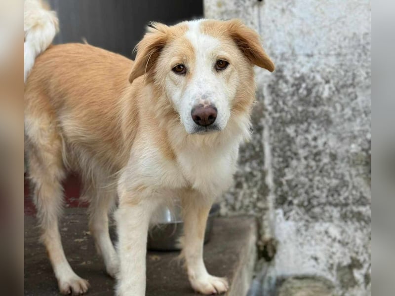 Cinti schöne Mischlingshündin ca. 3, 3 Jahre alt in Griechenland