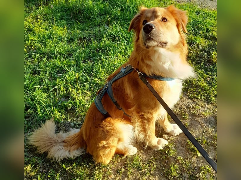 Charly Mischlingsrüde 2,5 Jahre alt in 35641 Schöffengrund