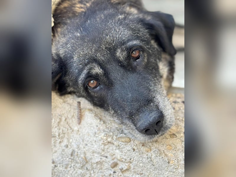 Liza: Mischlingshündin ca. 10.9  Jahre z.zt. in Griechenland