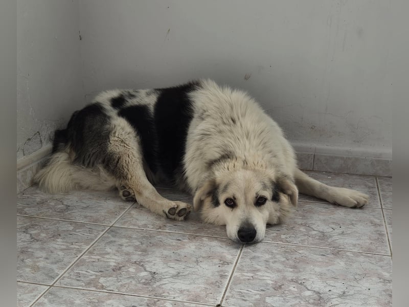Max griech. Schäferhundmischlingsrüde ca. 4 Jahre alt  in Griechenland