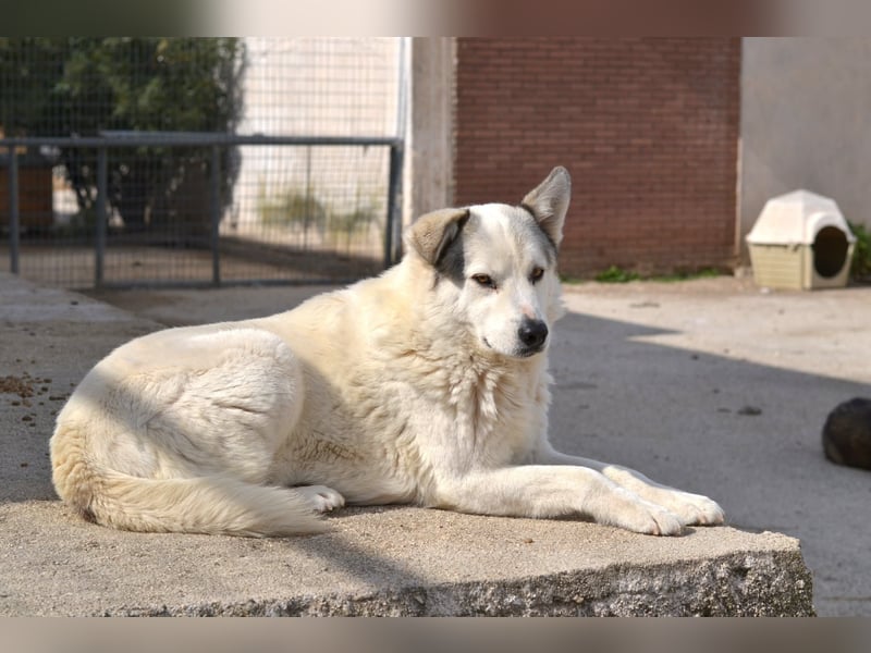Anakin Hirtenhundmix Rüde ca. 3,5 Jahre alt  in Griechenland
