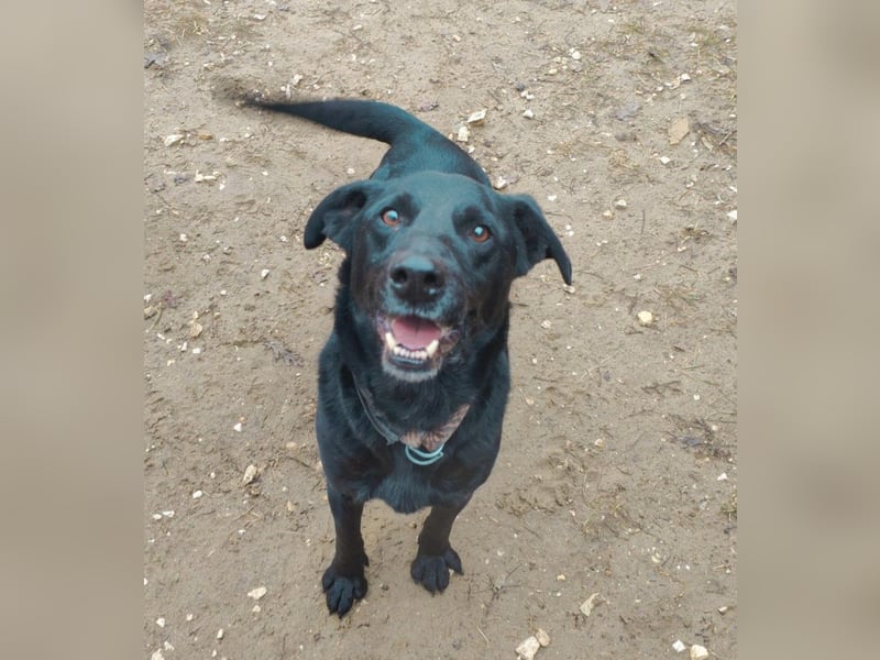 Zorro Labradormischling Rüde ca. 9,5 Jahre alt in Ungarn
