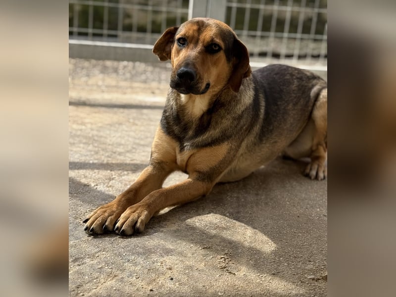 Leika Mischlingshündin ca. 1, 5 Jahre alt in Griechenland