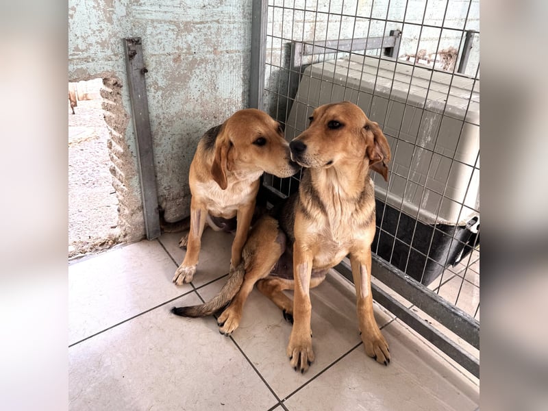 Maya Mischlingshündin ca. 8 Monate alt in Griechenland