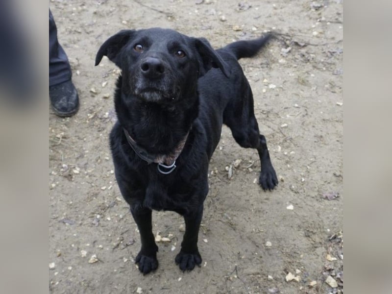 Zorro Labradormischling Rüde ca. 9,5 Jahre alt in Ungarn
