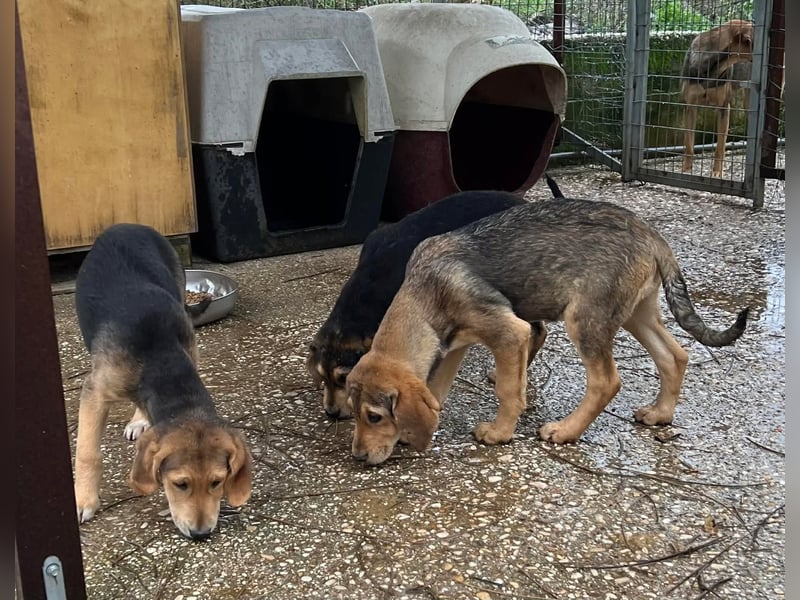 Liesel Mischlingshündin ca. 8 Monate alt in Griechenland