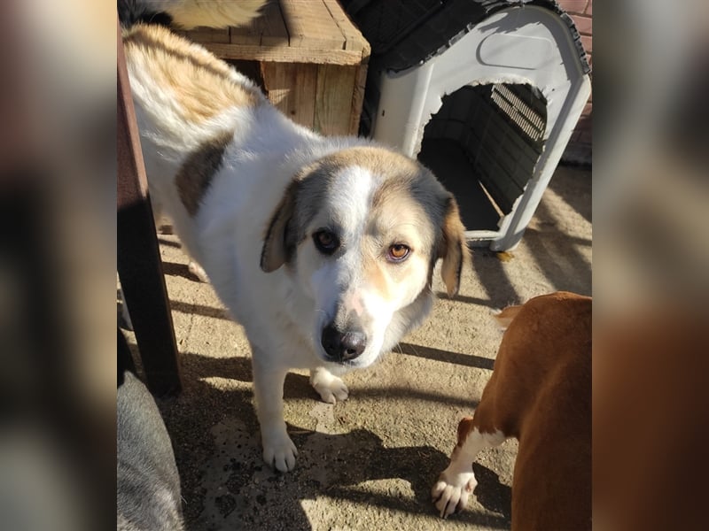 Liza griech. Schäferhundsmischlingshündin ca. 4,5 Jahre alt  in Griechenland