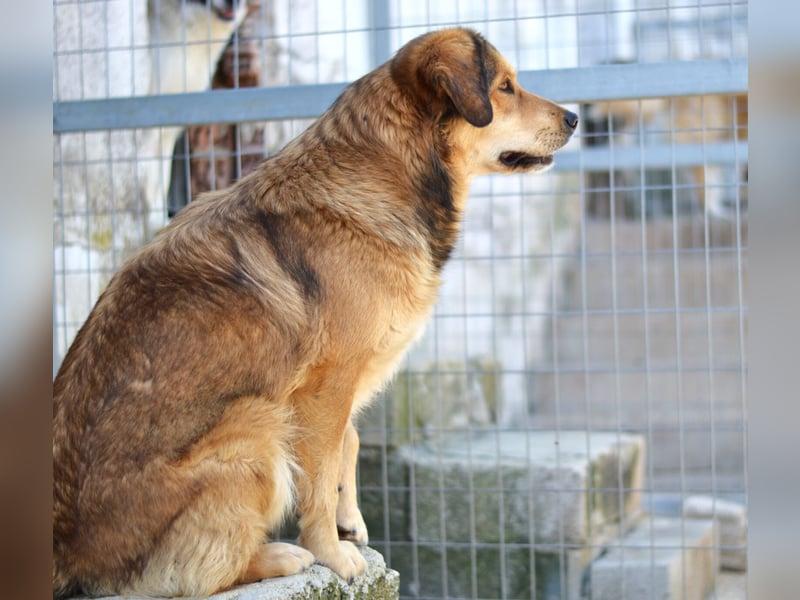 Lina Mischlingshündin ca. 3 Jahre alt in Griechenland